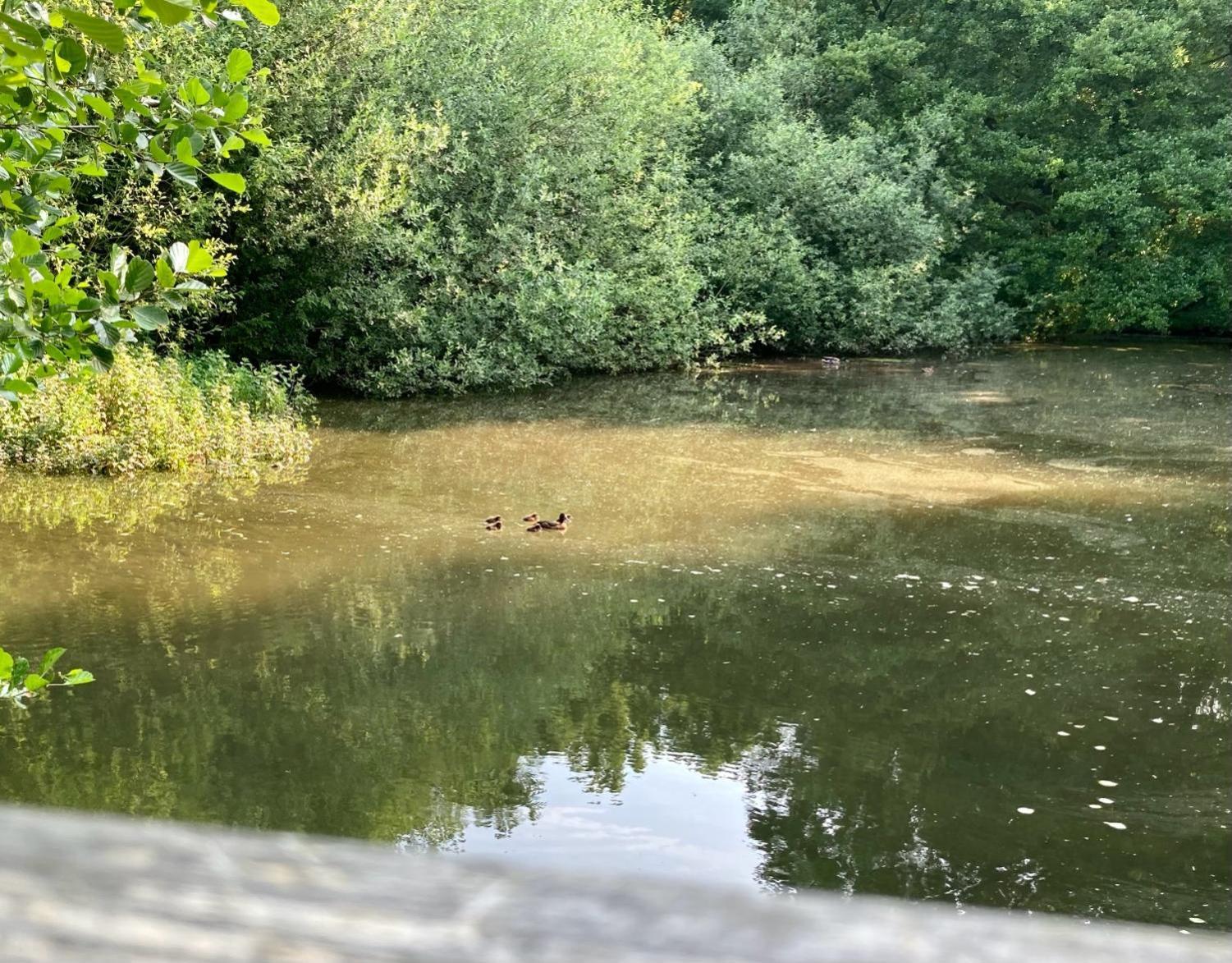 In Der Wassermuehle Melle Kültér fotó